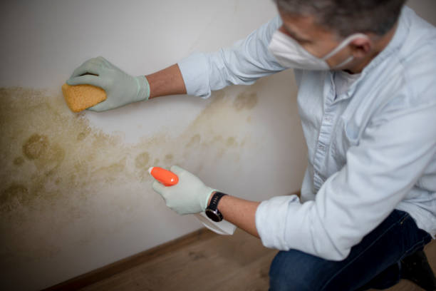 Best Toxic Mold Removal  in Pooler, GA