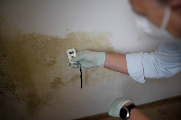 Best Mold Removal Company Near Me  in Pooler, GA