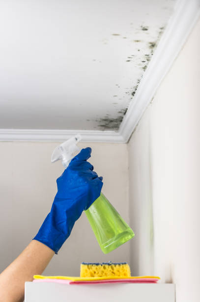 Best Commercial Mold Removal  in Pooler, GA